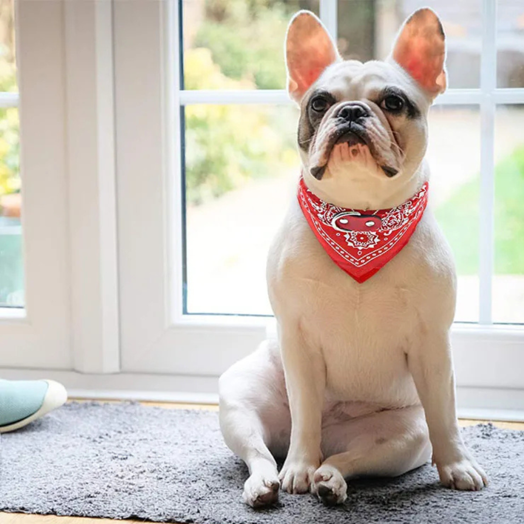 Pet Bandana - Collar de Pañuelo para Perros y Gatos