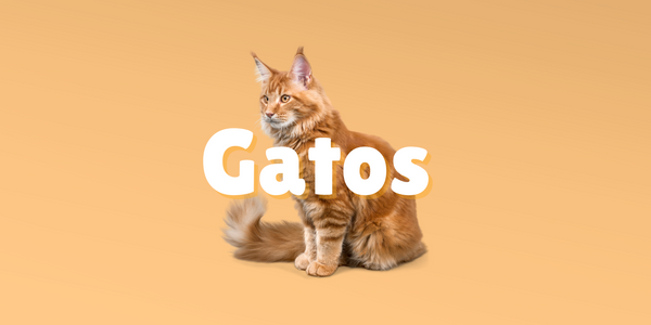 Colección Gatos